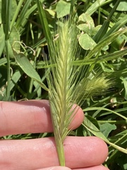 Hordeum