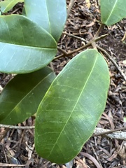 Melicope peduncularis