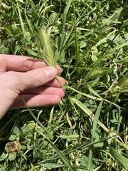 Hordeum