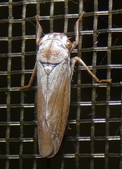 Tretogonia