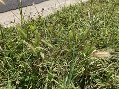 Hordeum