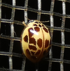 Psyllobora confluens