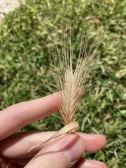 Hordeum
