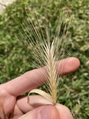 Hordeum