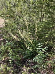 Hedysarum sulphurescens