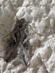 Autoplusia gammoides