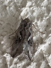 Autoplusia gammoides