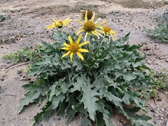 Tetragonotheca texana