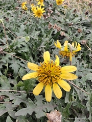 Tetragonotheca texana