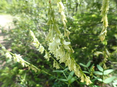 Hedysarum sulphurescens