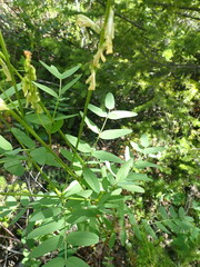 Hedysarum sulphurescens