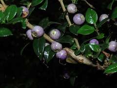 Rhaphithamnus spinosus