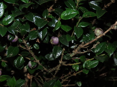 Rhaphithamnus spinosus