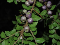 Rhaphithamnus spinosus