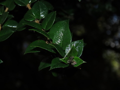 Rhaphithamnus spinosus