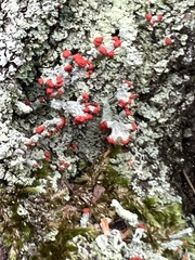 Cladonia ravenelii