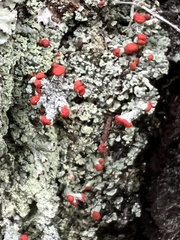Cladonia ravenelii
