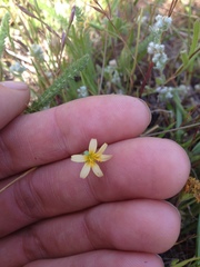 Microseris douglasii