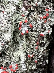 Cladonia ravenelii