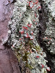 Cladonia ravenelii