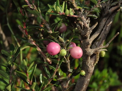 Gaultheria poeppigii
