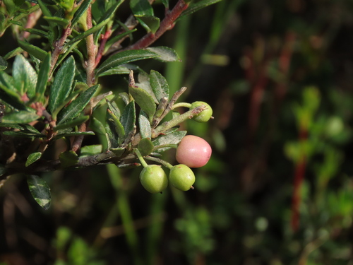 Image of Gaultheria poeppigii by (c) Nicolás Lavandero, some rights reserved (CC BY)