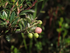 Gaultheria poeppigii
