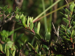 Gaultheria poeppigii