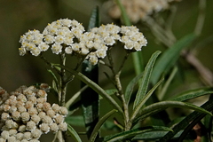 Ozothamnus argophyllus