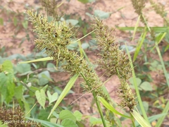 Scleria terrestris