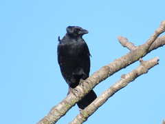 Corvus corone