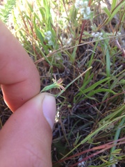 Microseris douglasii