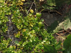 Lobelia oligophylla