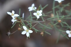 Ricinocarpos linearifolius