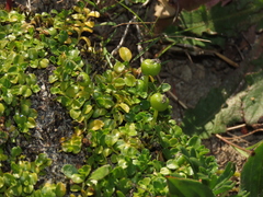 Lobelia oligophylla