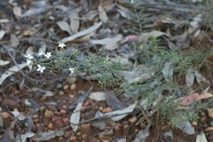Ricinocarpos linearifolius