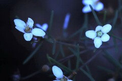 Ricinocarpos linearifolius