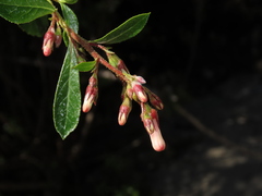 Escallonia rosea
