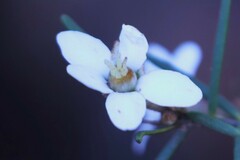 Ricinocarpos linearifolius