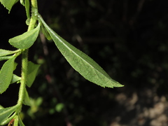 Escallonia rosea
