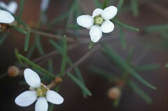 Ricinocarpos linearifolius