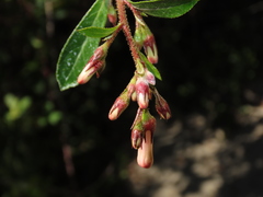 Escallonia rosea