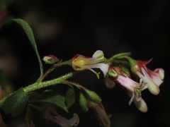 Escallonia rosea