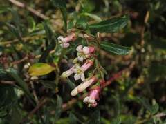 Escallonia rosea