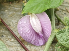 Centrosema pubescens