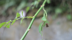Rosa pricei
