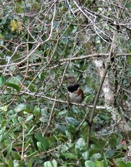 Pipilo erythrophthalmus alleni