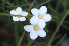 Ricinocarpos linearifolius