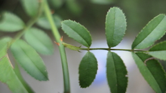 Rosa pricei