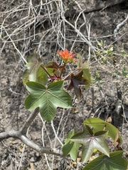 Jatropha nudicaulis